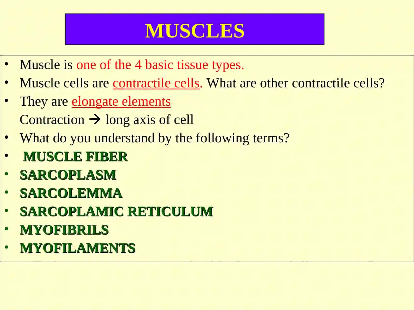 MUSCLES 2