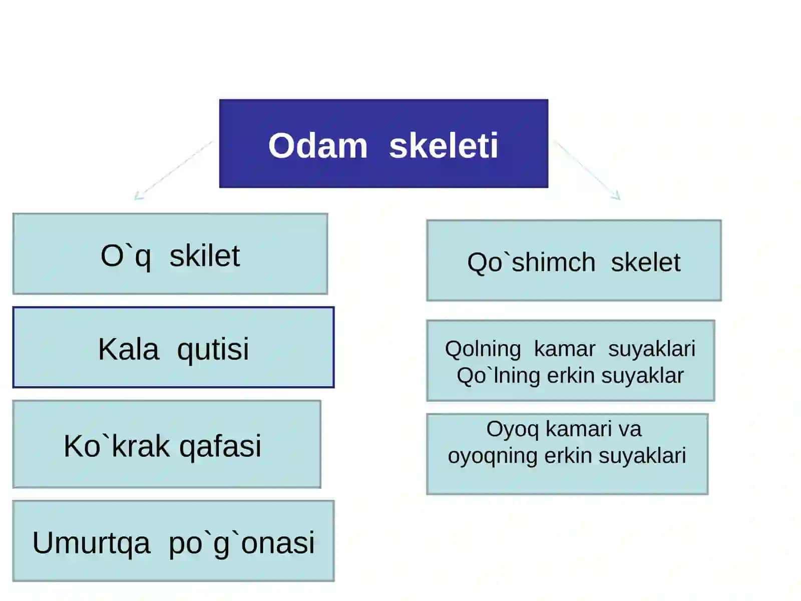 Gavda skeleti 2
