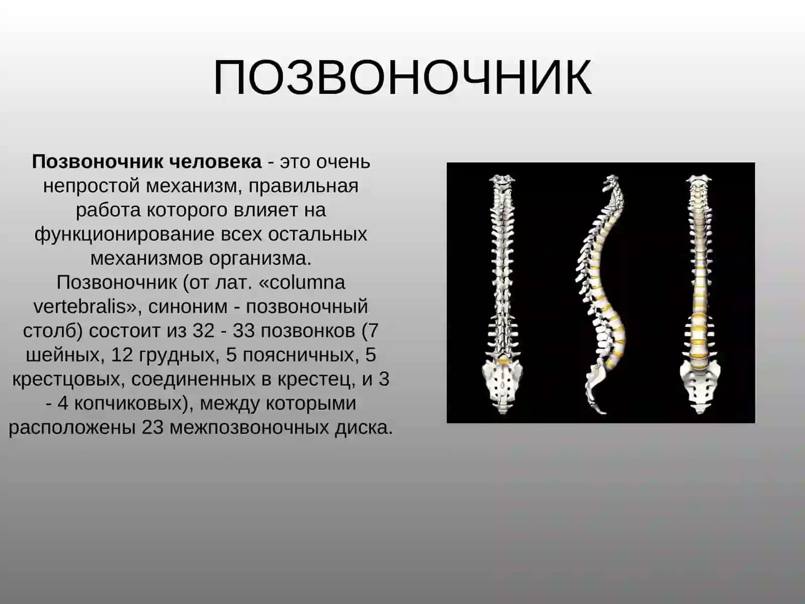 Позвоночник 2