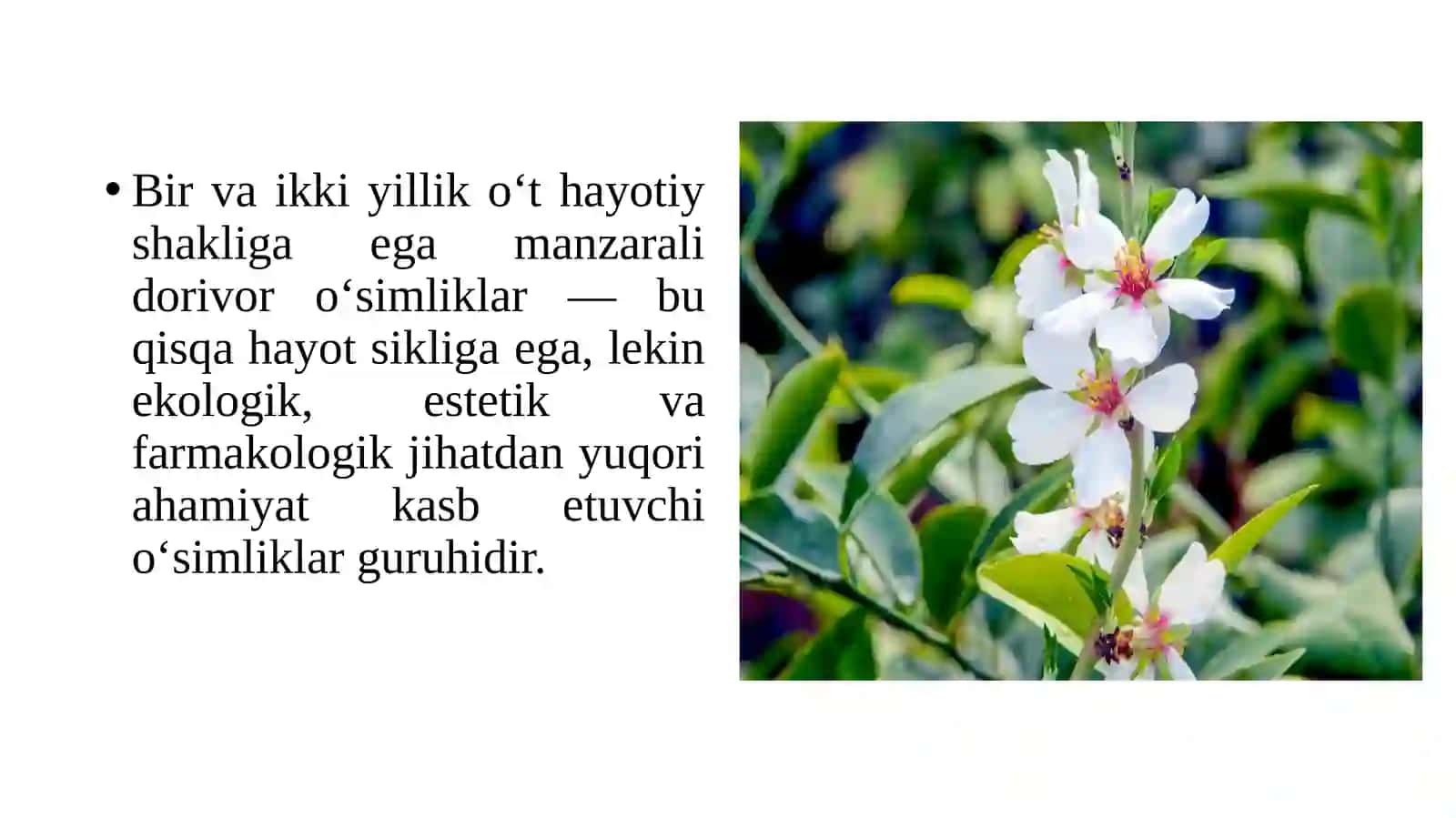Bir va ikki yillik o‘t hayotiy shakliga ega manzarali dorivor o‘simliklar 2