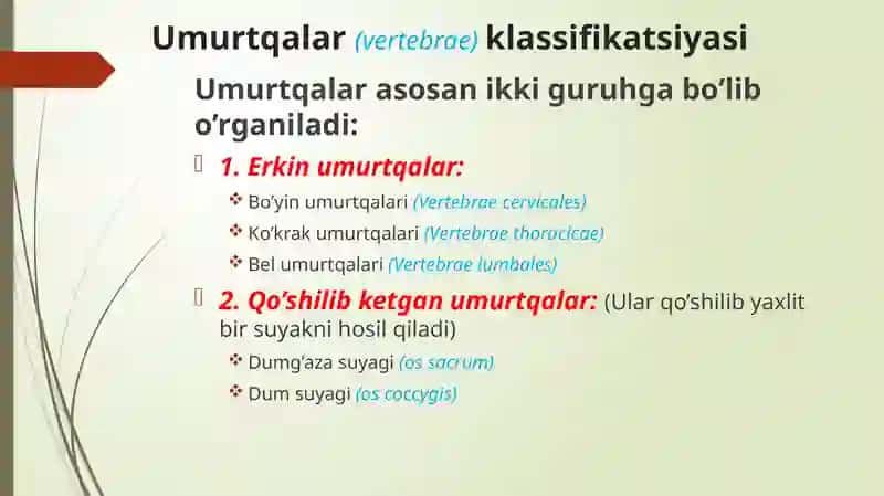 Umurtqa anatomiyasi 2