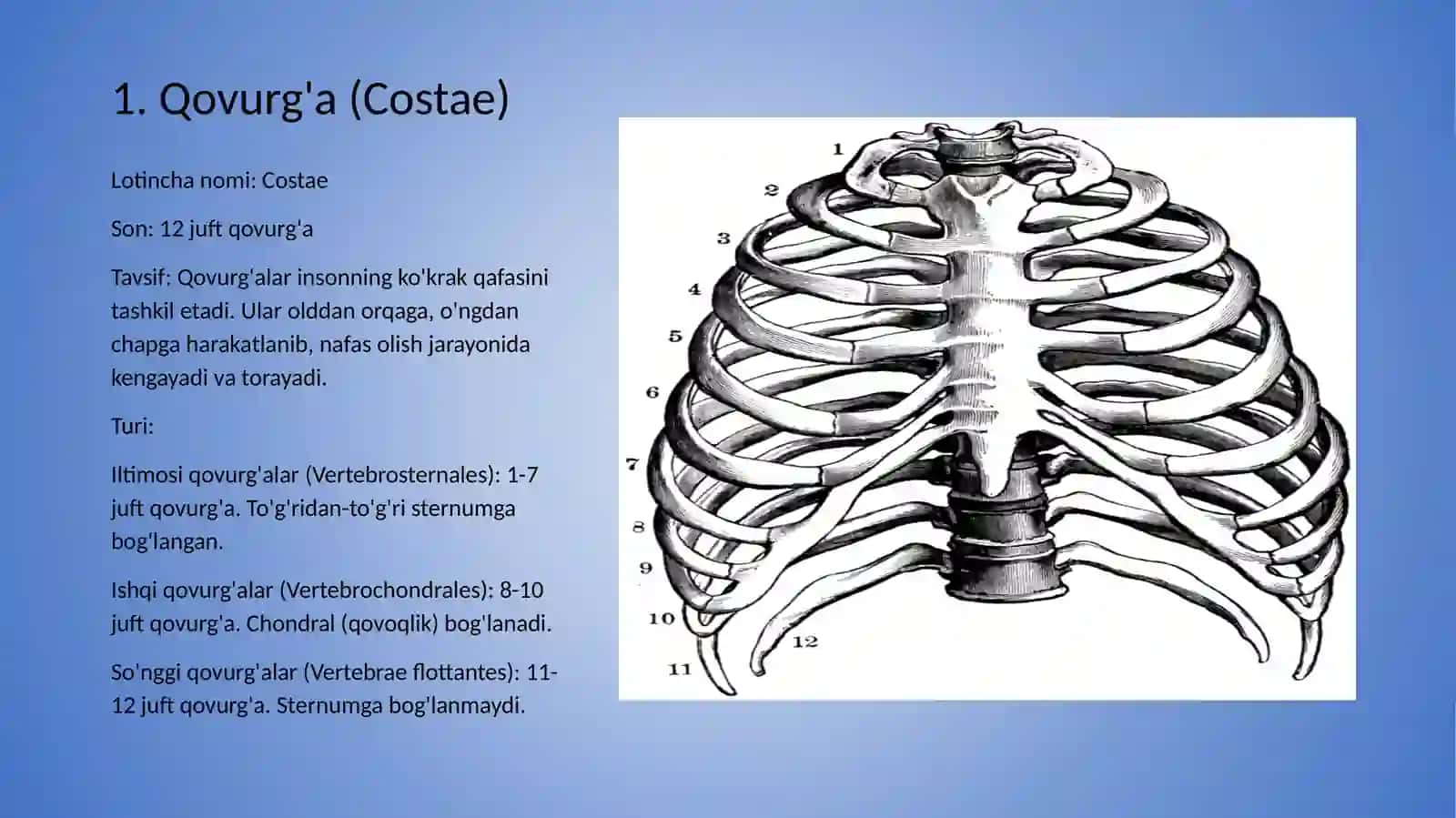 Costae 2