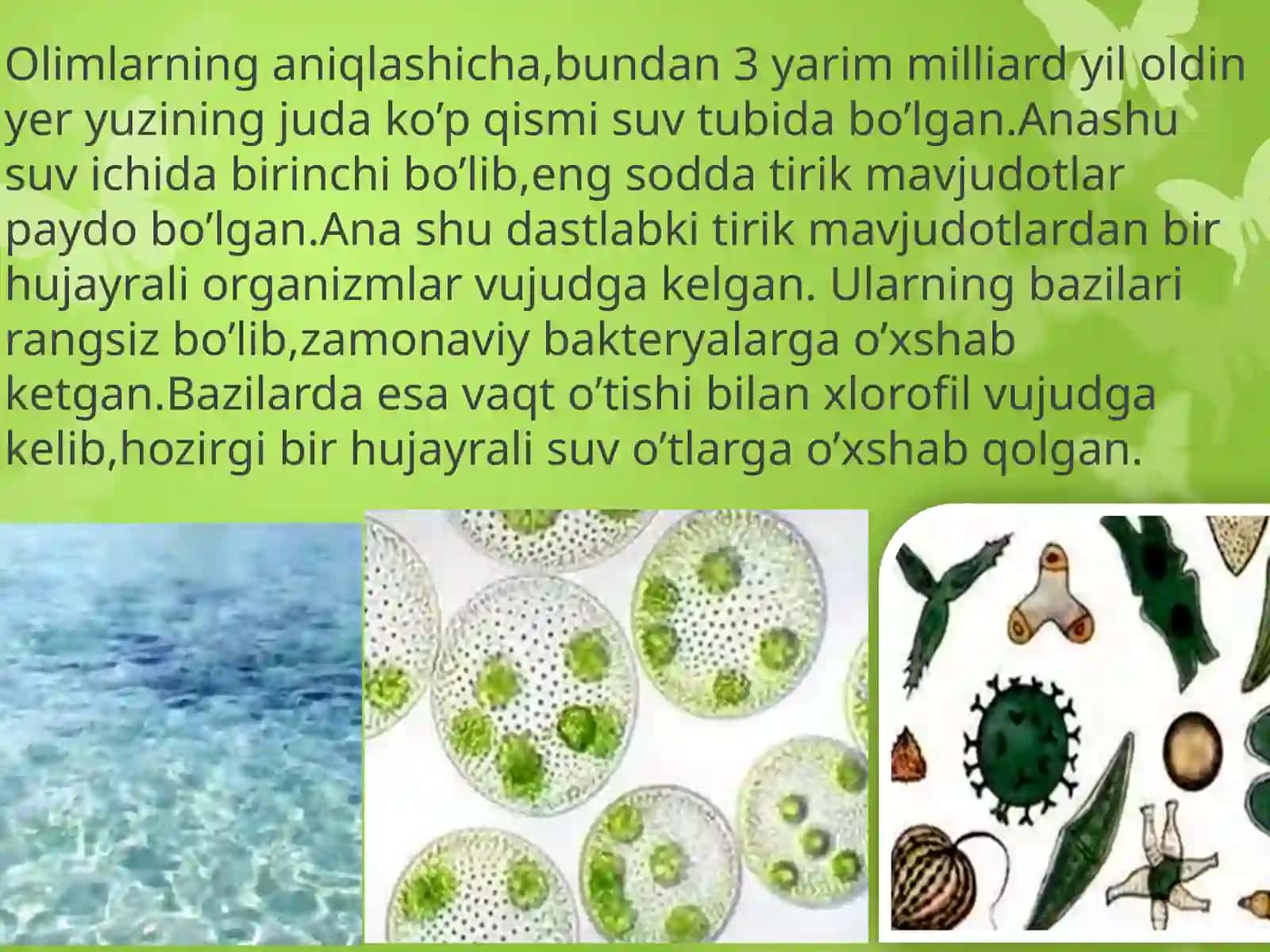 Yerda o’simliklar dunyosining rivojlanishi 2