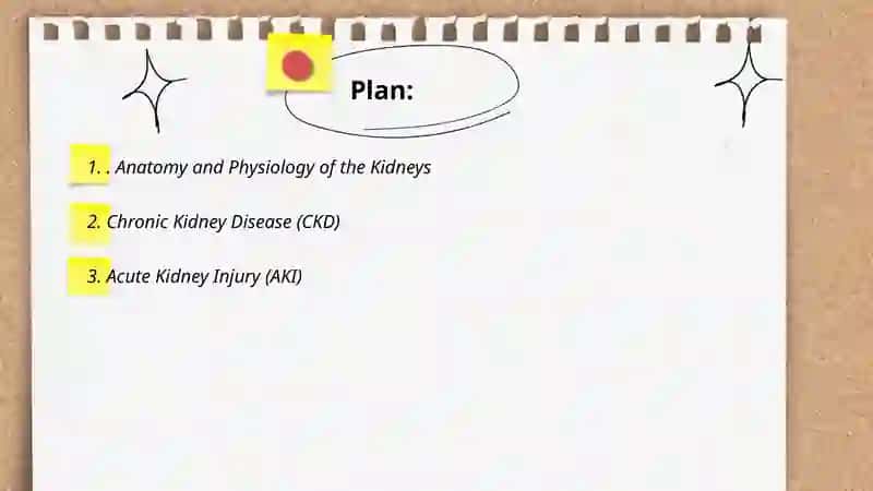 Kidney 2