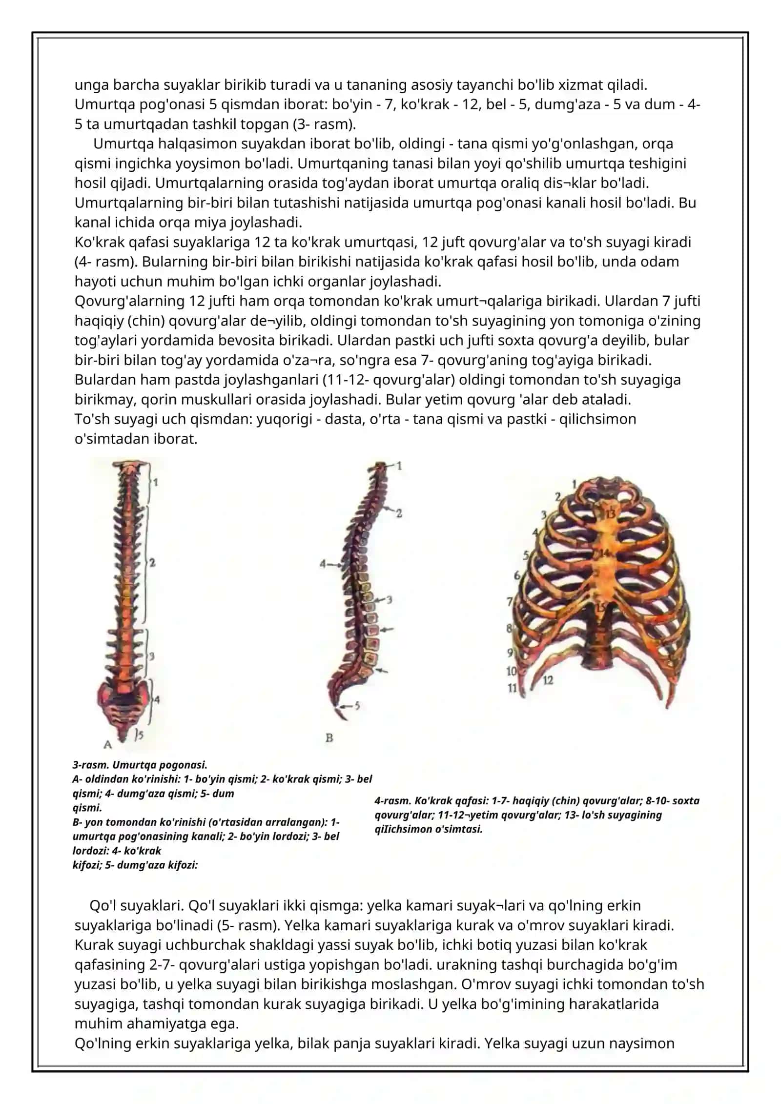 Suyak sistemasi. Odam skeleti 2