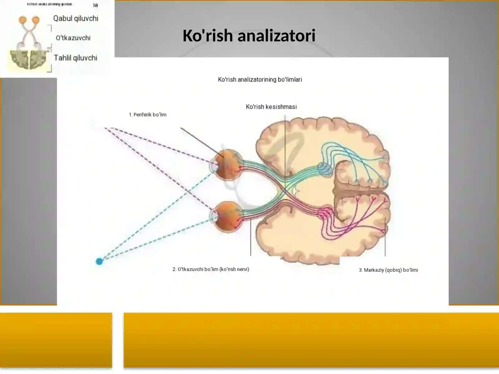Ko'rish analizatori tuzilishi 2