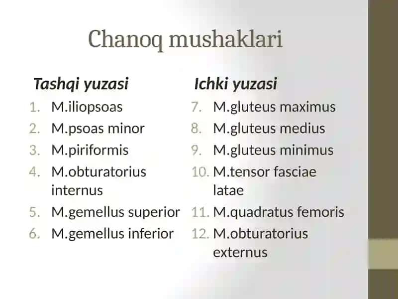 Chanoq va son mushaklari. Boldir va oyoq panja mushaklari. Oyoqning sinovial qinlari. Oyoq sohasining klinik va topografik anatomiyasi. 2