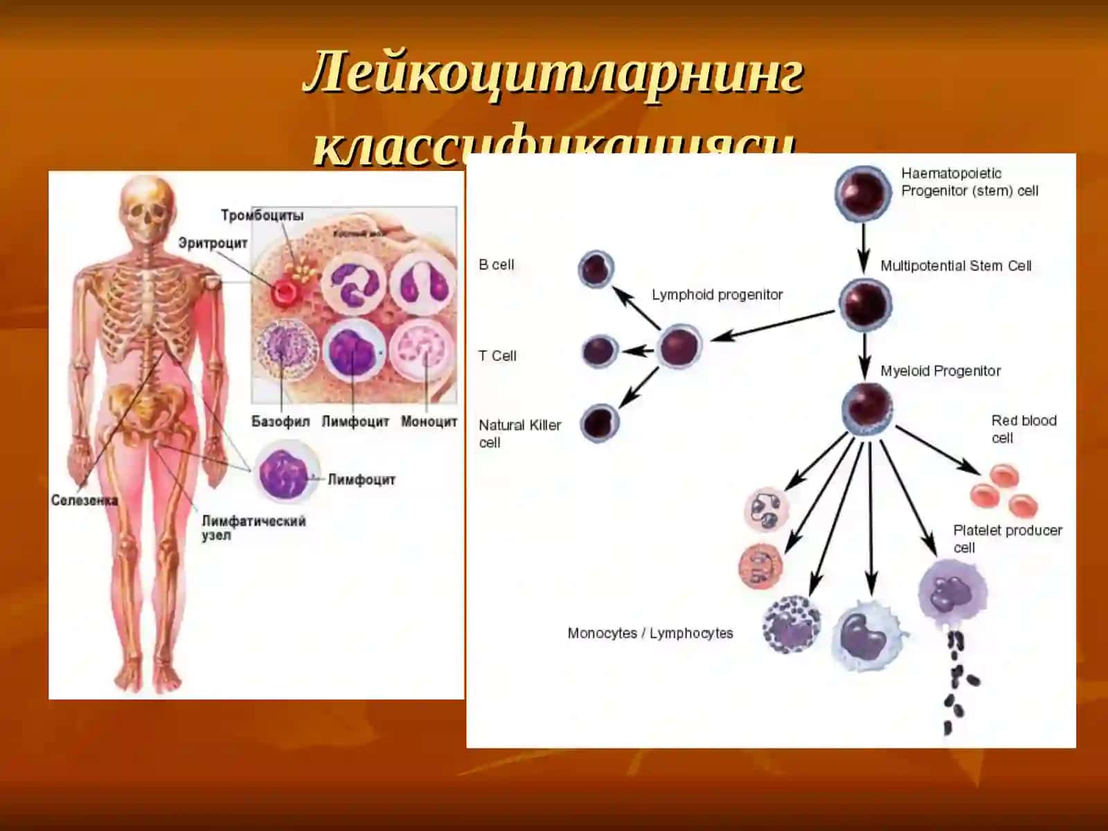 Лейкоцитларни морфофизиологияси ва асосий функциялари 2