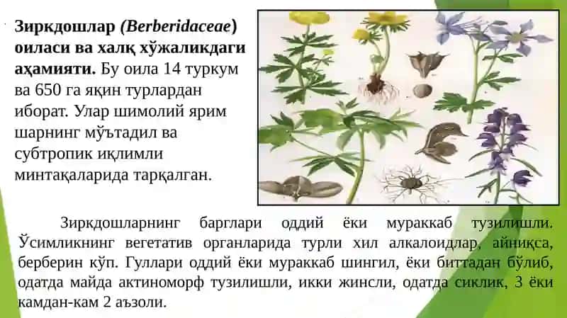 DORIVOR UZIMLIK 2