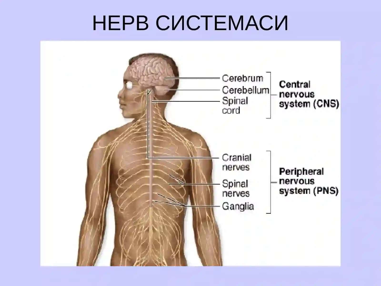 НЕРВ СИСТЕМАСИНИНГ КЛАССИФИКАЦИЯСИ 2