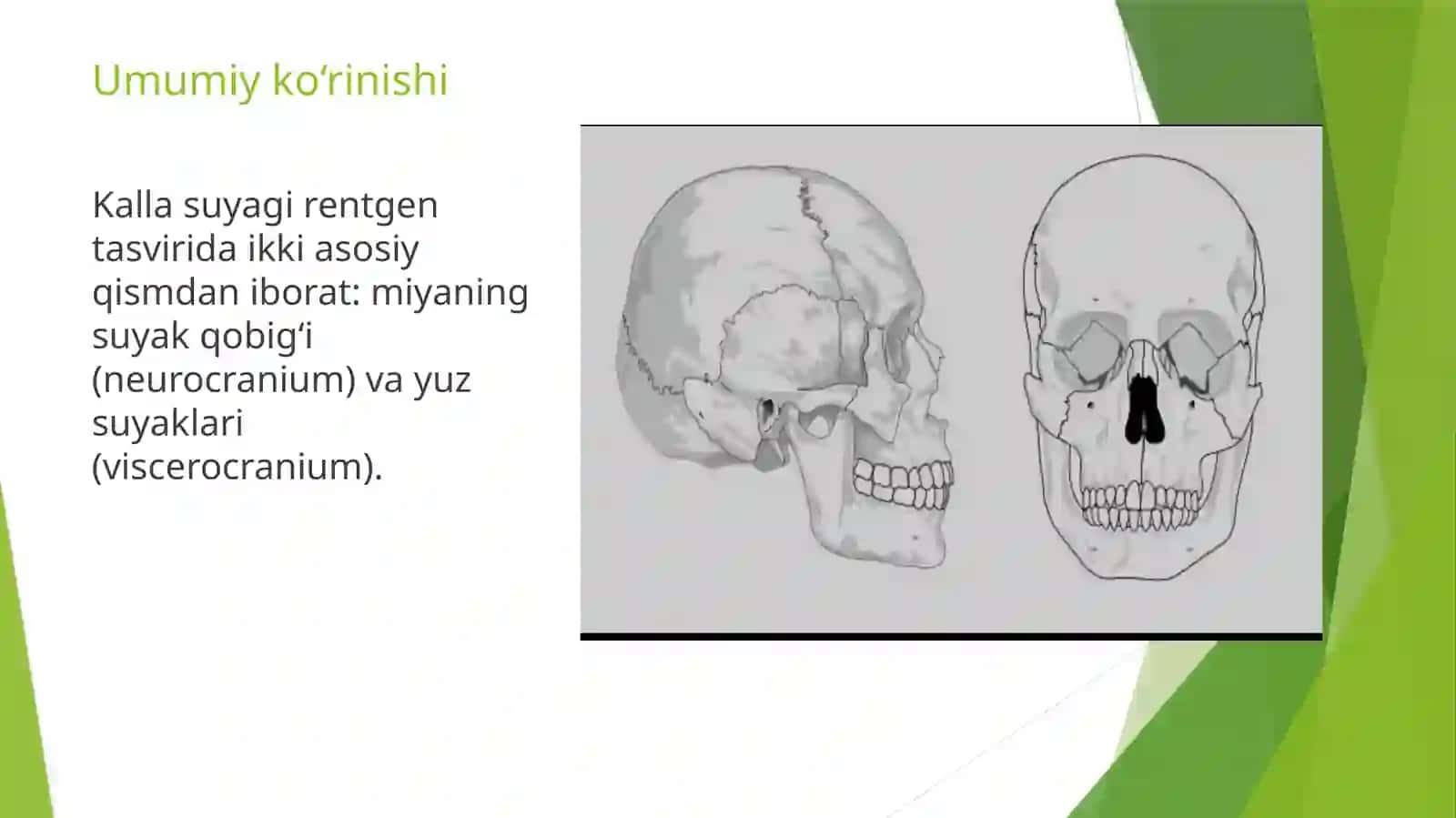 Kalla suyagining rentgen anatomiyasi 2