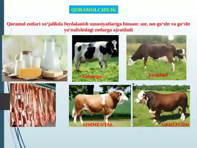 QORAMOLCHILIK 2