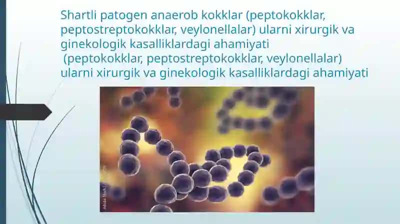 Shartlipatogenanaerobkokklar, Peptococcus Peptostreptococcus Veillonella 2