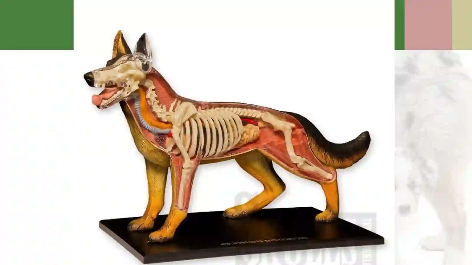 7-sinf Zoologiya 'Itning tashqi tuzilishi, skeleti va muskullari' ko'rgazma 2