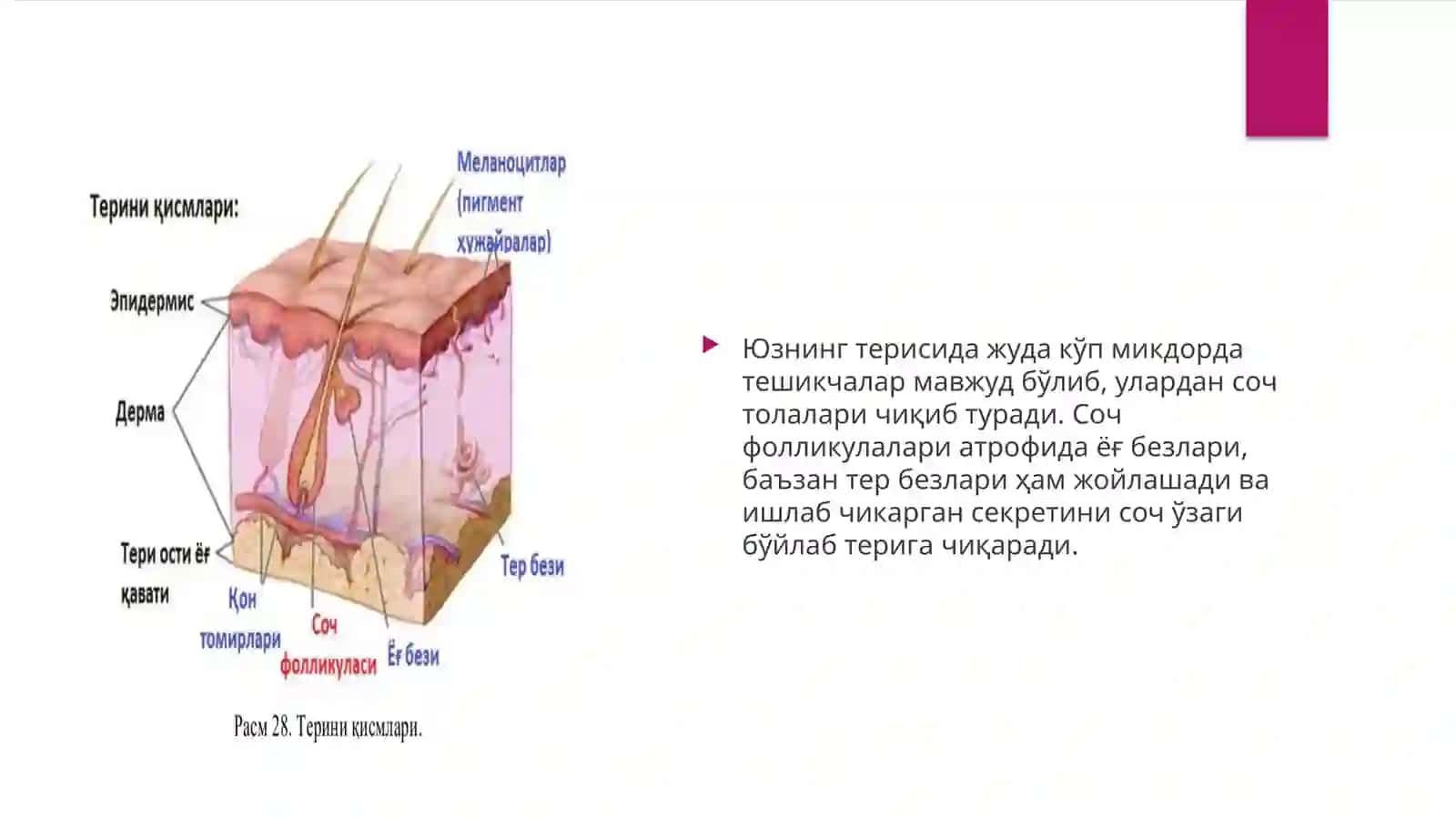 Furunkulkarbonkul 2