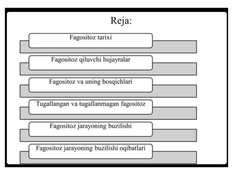 Immun tizimini fagotsitlovchi hujayralar 2