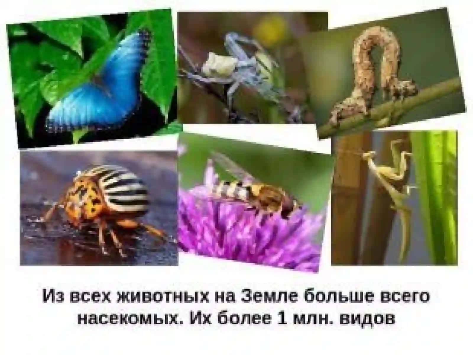насекомые 2
