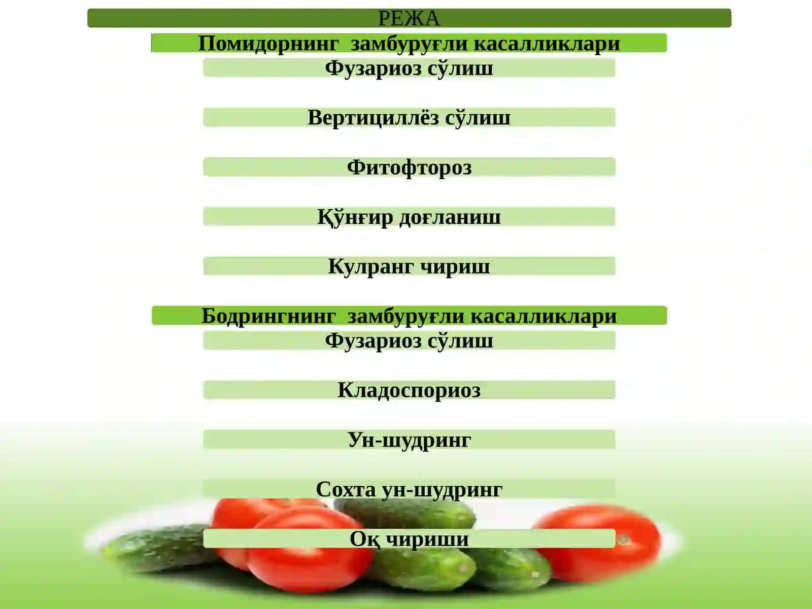 Помидорнингзамбуруғликасалликлари 2