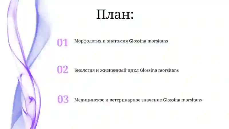 Glossina morsitans 2