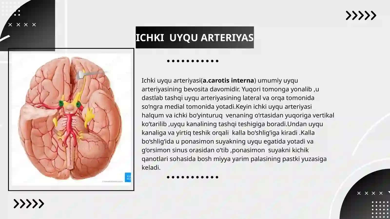 Ichki uyqu arteriyasi 2
