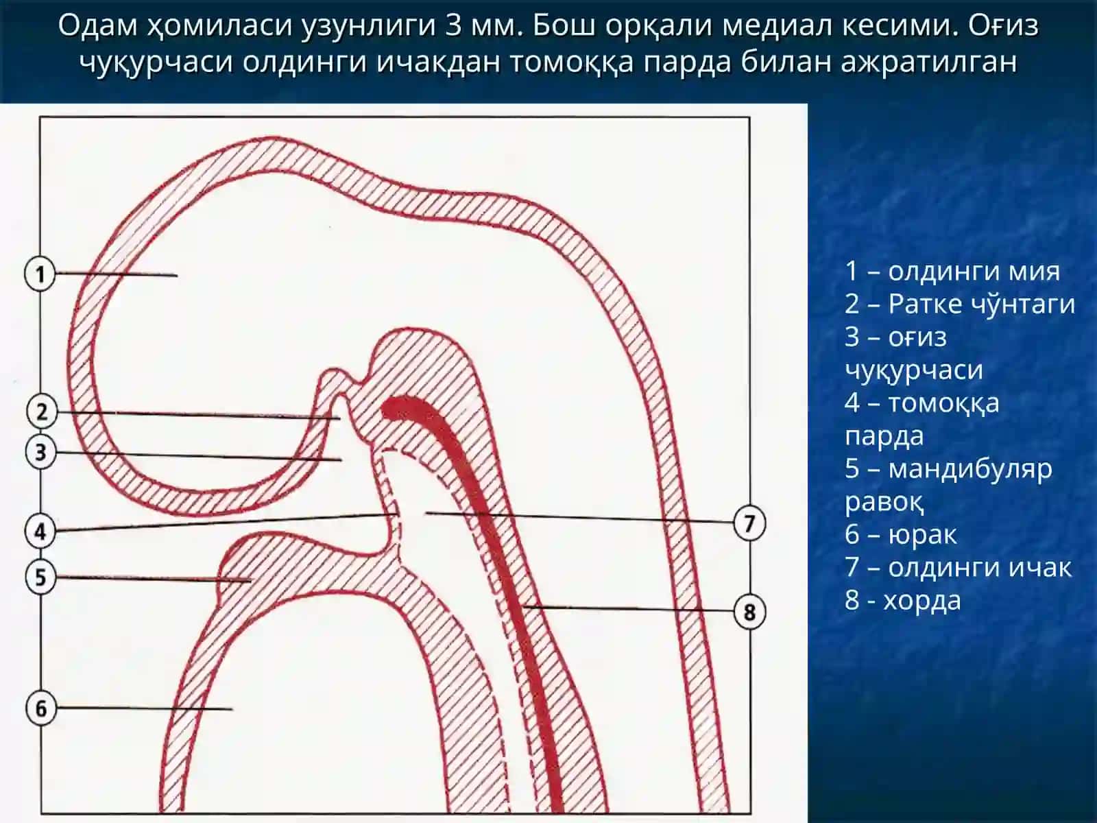 ҲАЗМ ТИЗИМИ 2