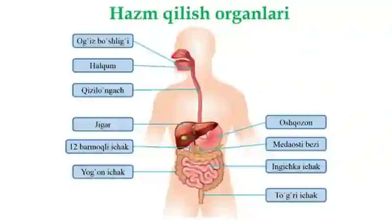 OVQAT HAZIM QILISH ORGANLARI TUZILISHI 2