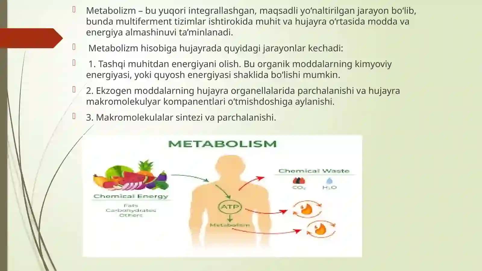 ANABOLITIK VA KATABOLITIK JARAYONLARNI ONTOGENEZDA O’ZGARIB BORISHI 2