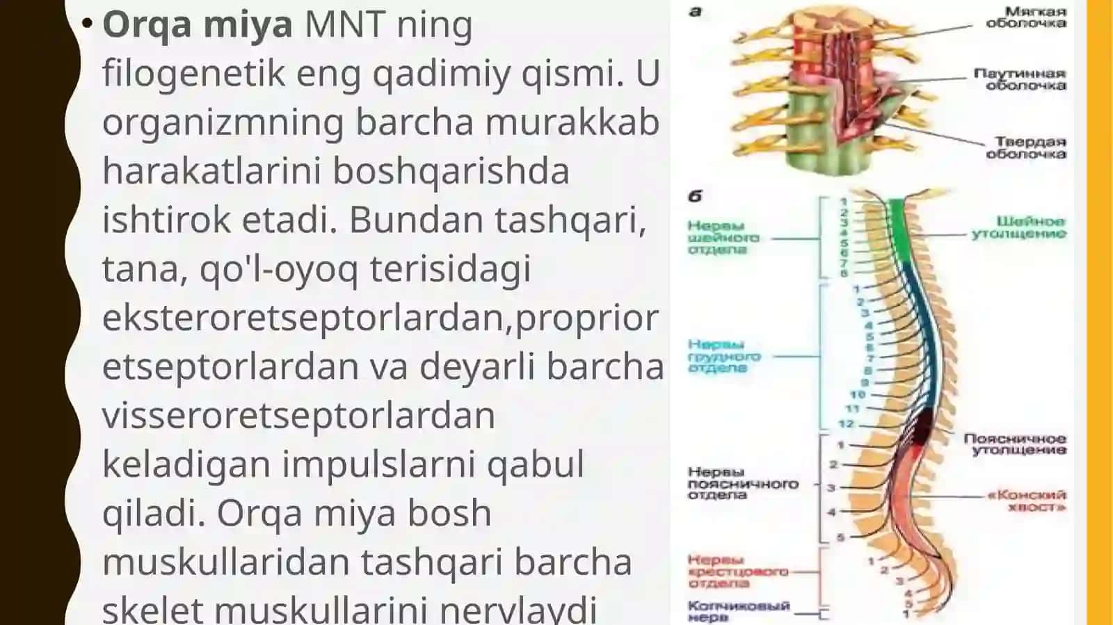 Orqamiyaning reflektor va oʻtkazuvchi yoʻl faoliyati, tekshirish usullari 2