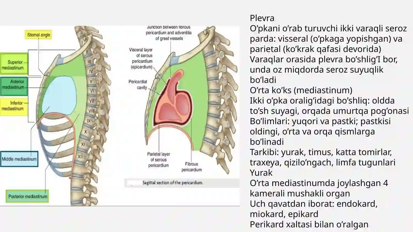 Plevra, mediastinum va yurak o‘smalari — 18 slaydli taqdimot 2