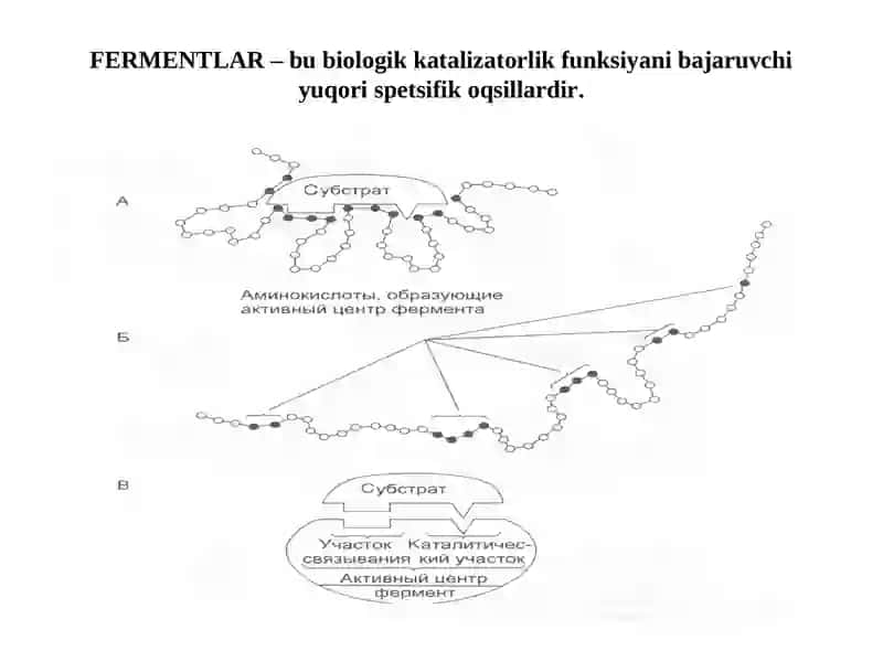 FERMENTLAR 2