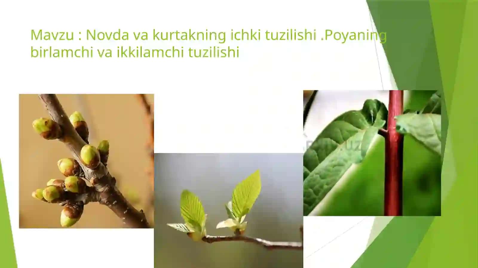 Novda va kurtakning ichki tuzilishi.Poyaning birlamchi va ikkilamchi tuzilishi 2