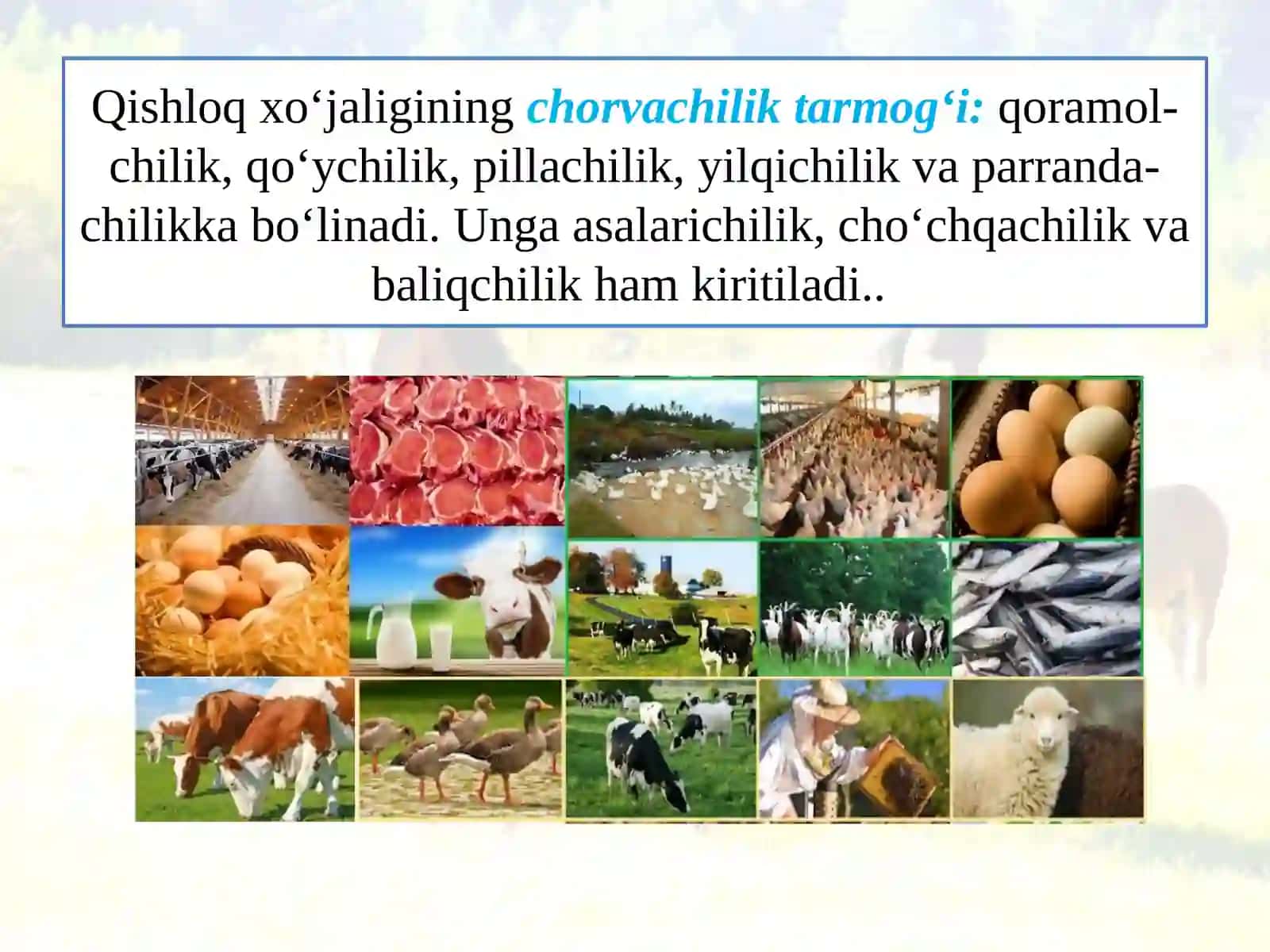 CHORVACHILIK 2