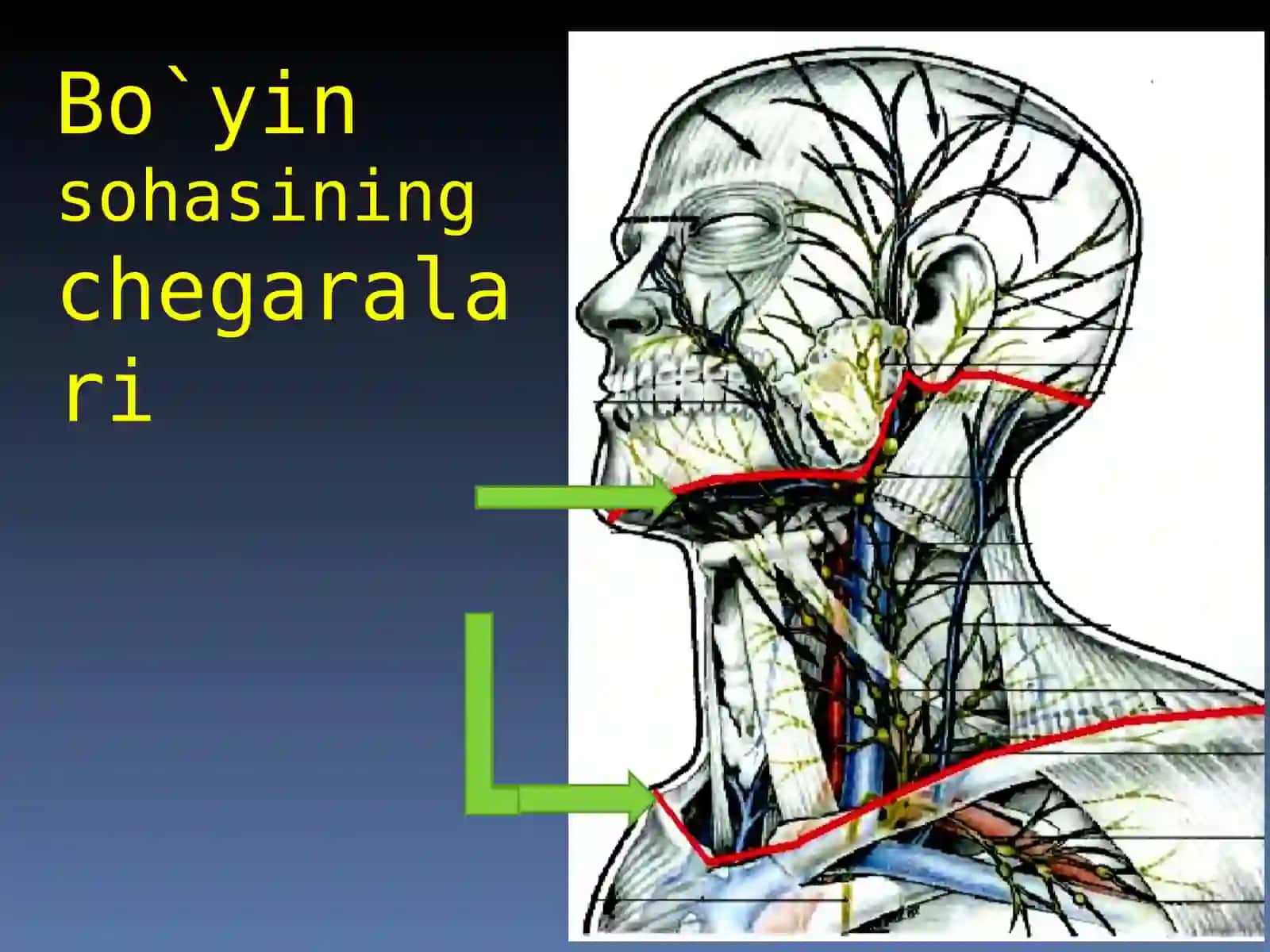 BO`YINSOHASINING KLINIK ANATOMIYASIVAОPERATIVJARROHLIKТEXNOLOGIYASI 2