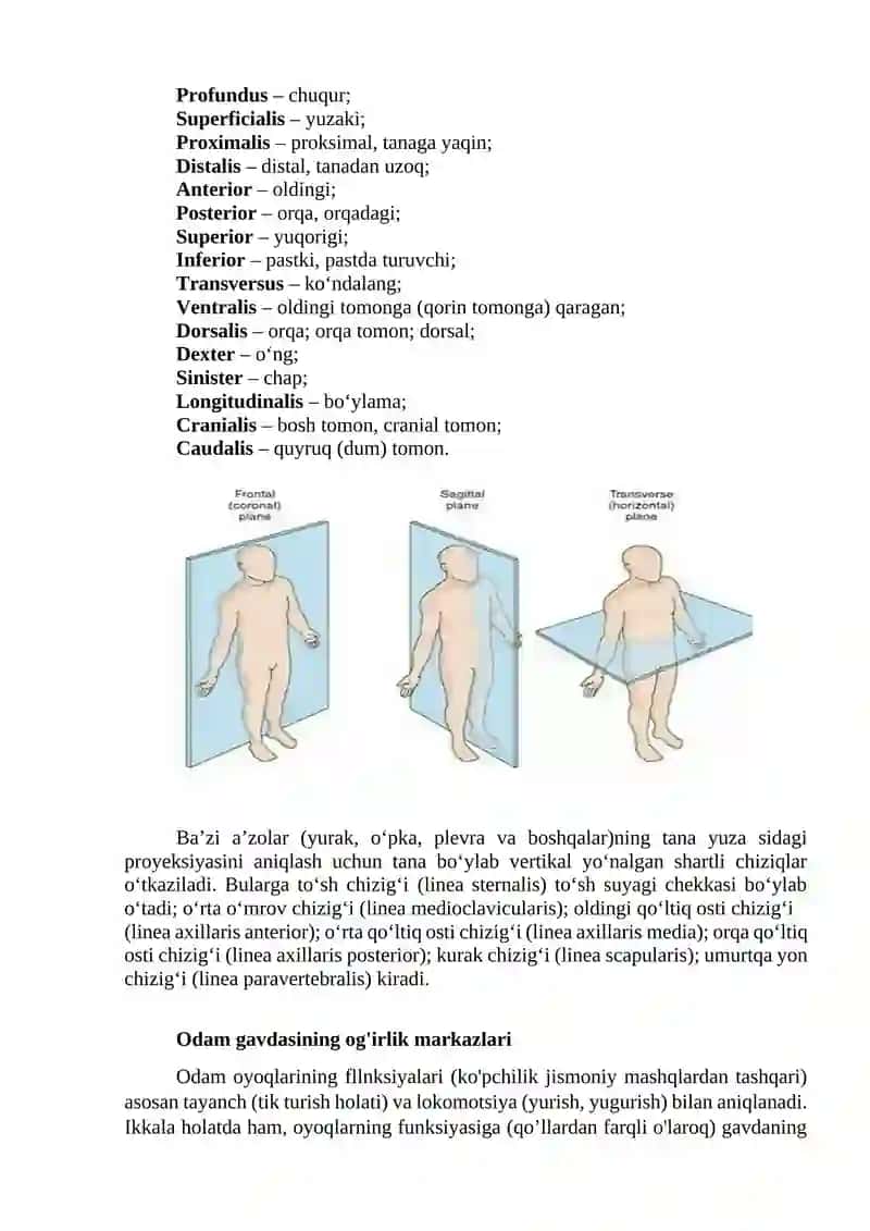 Odam gavdasi to’g’risida umumiy ma’lumotlar. 2