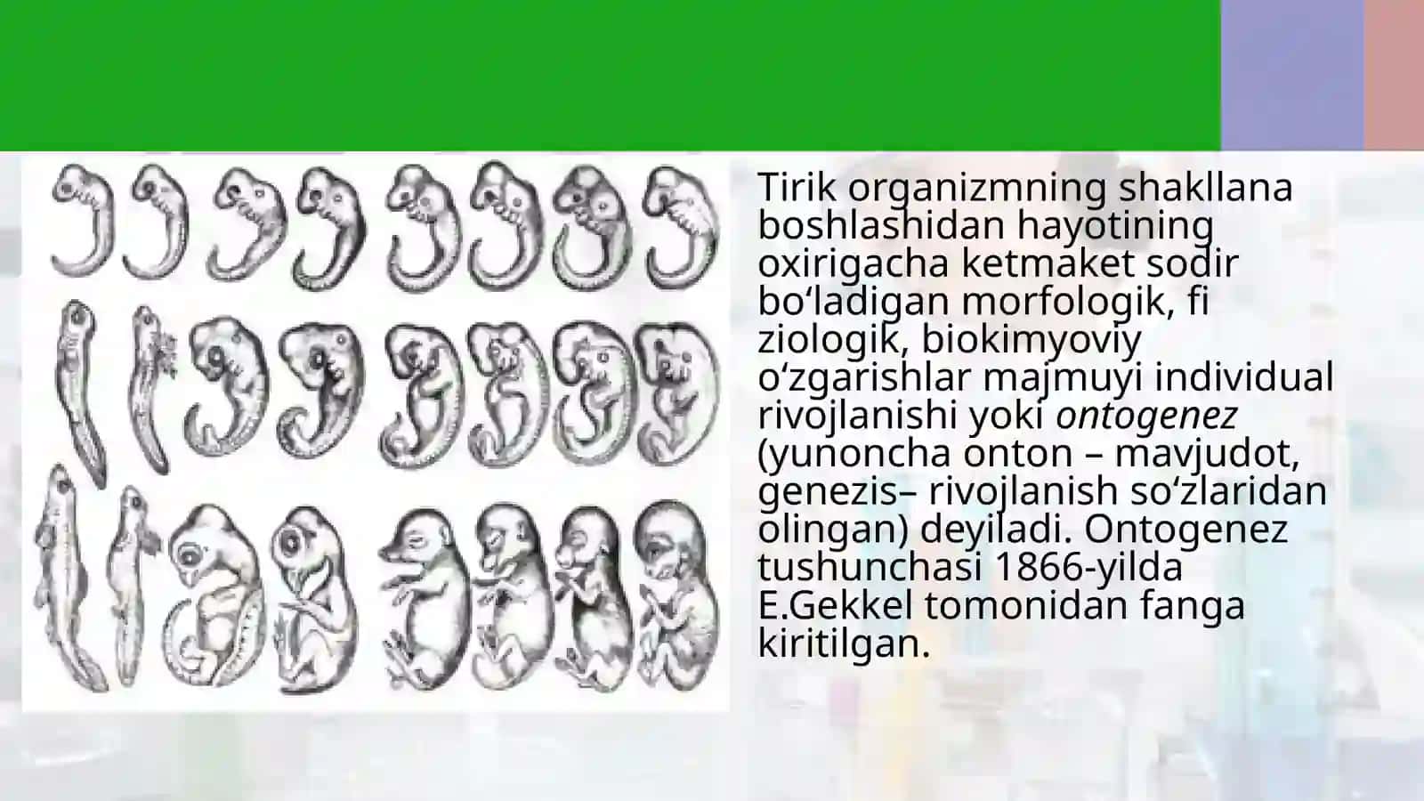 Ontogenez–tirikorganizmlarning individual rivojlanishi 2