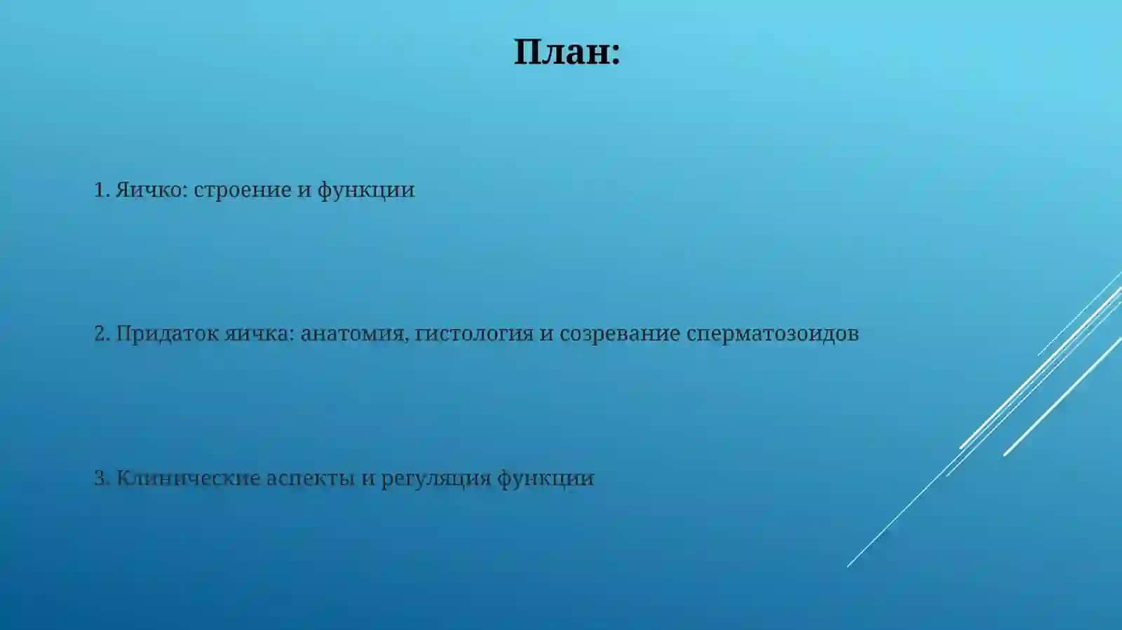 Мужеская половая система. Семенник,придаток семенника 2