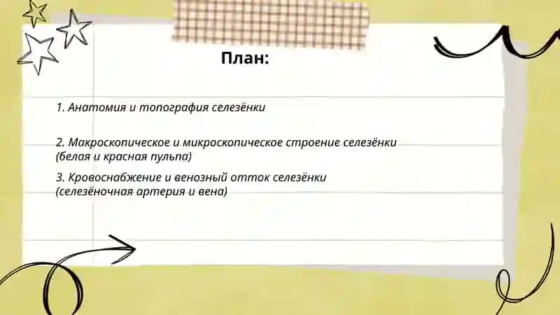 Селезенка 2