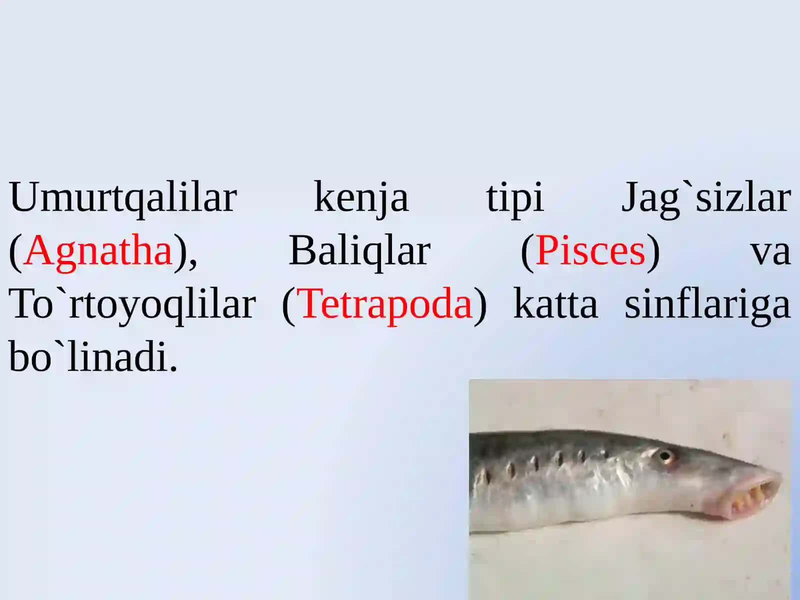 To’garakog’izlilar sinfi 2