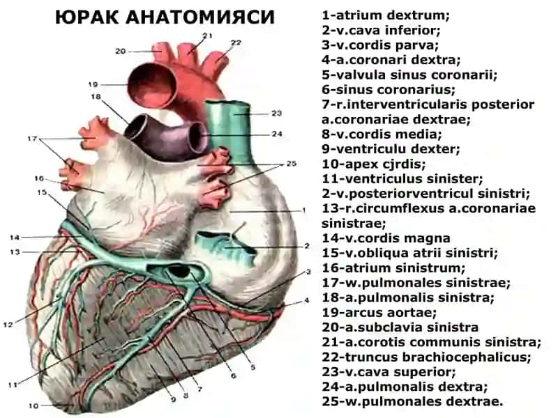 ЮРАК АНАТОМИЯСИ 2