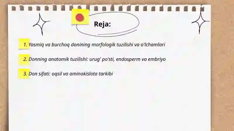 Yasmiq va burchoq don sifati, morfologiyasi, va yetishtirish texnologiyasi 2