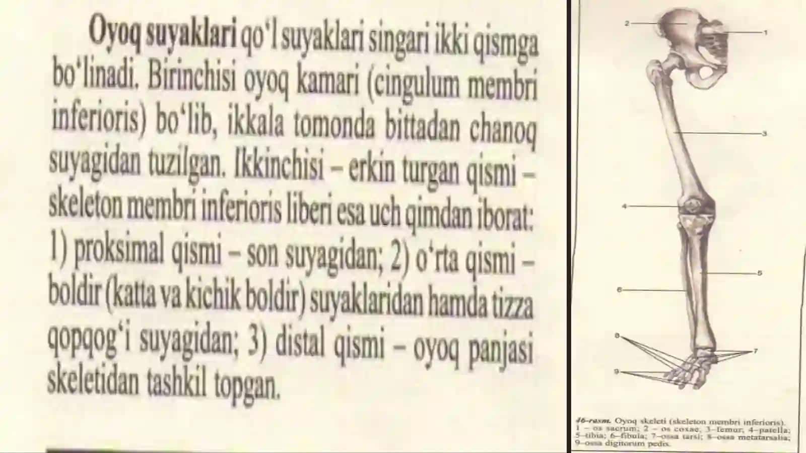 Oyoqskeleti 2