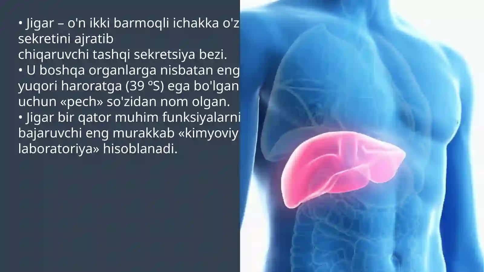 Inson jigari anatomiyasi va funksiyasi 2