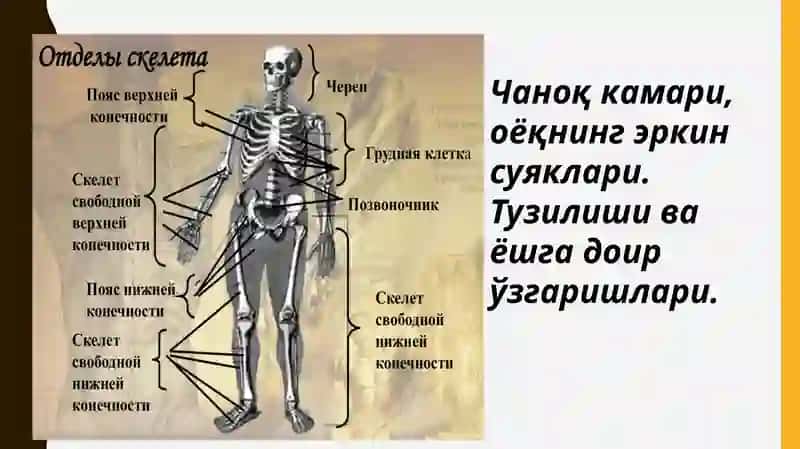 Европа тиббиёт университети 2