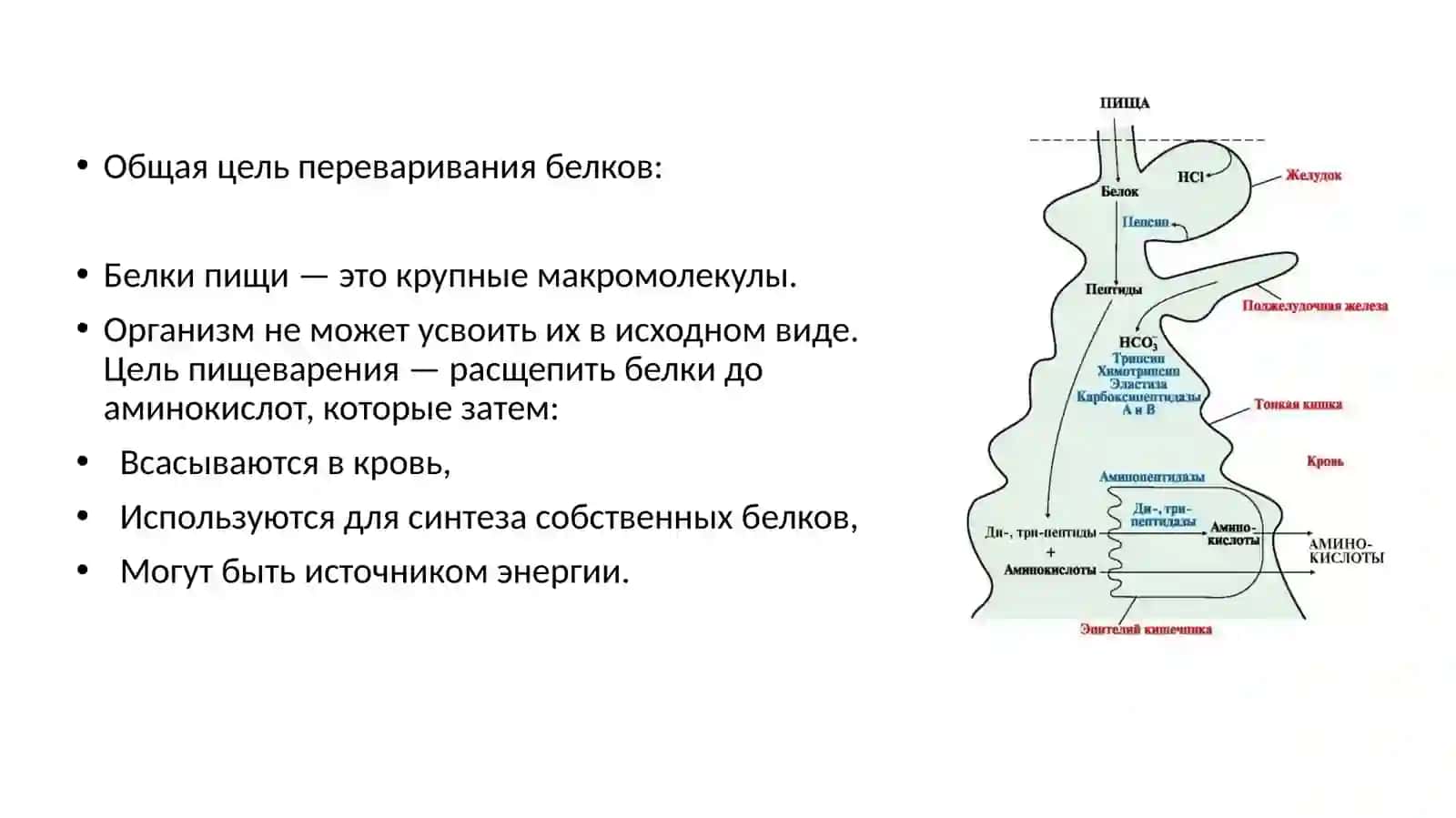 Разложение белков в желудочно-кишечном тракте под действием ферментов 2
