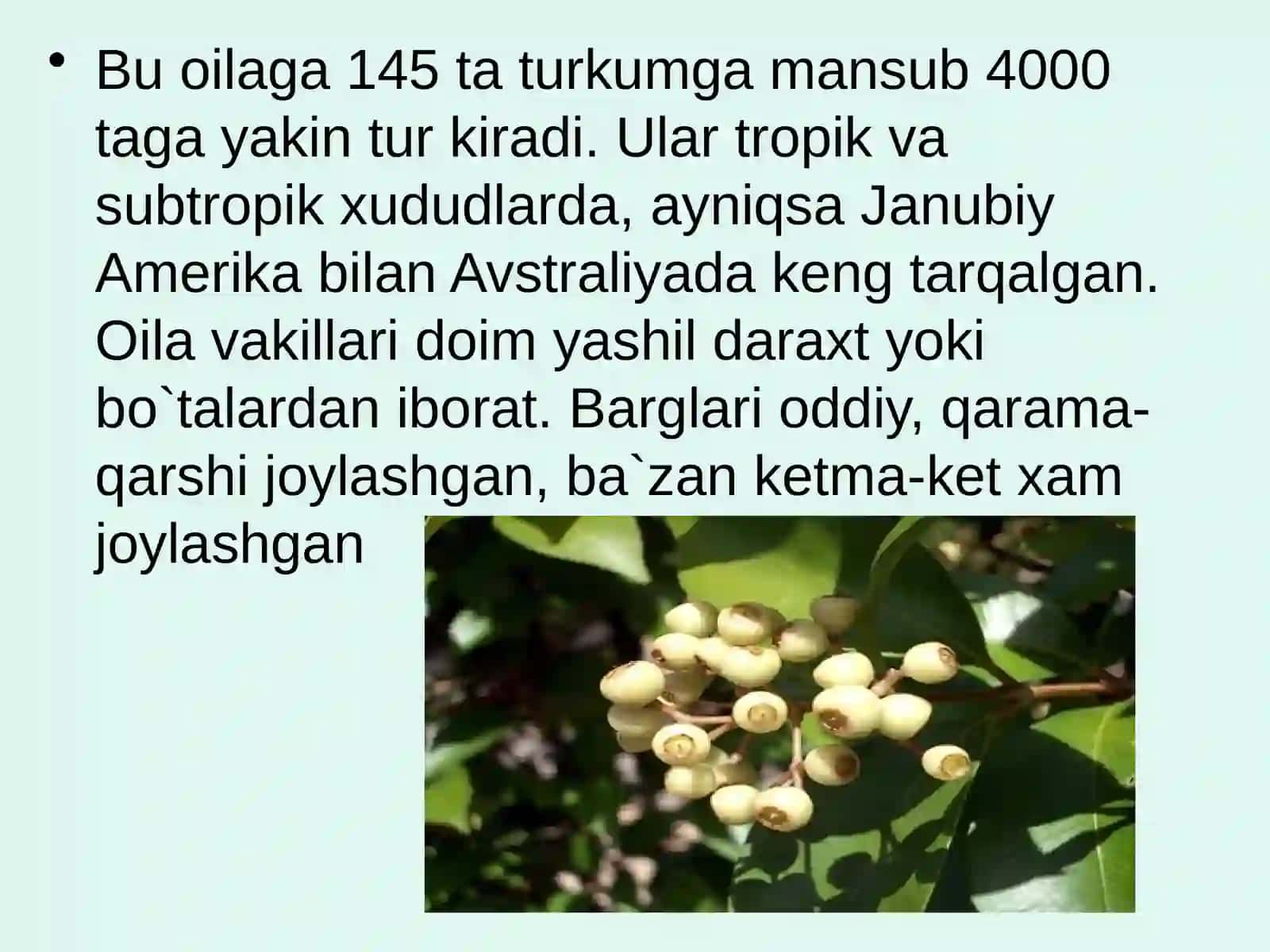 Mirtadoshlar(Myrtaceae)oilasi 2