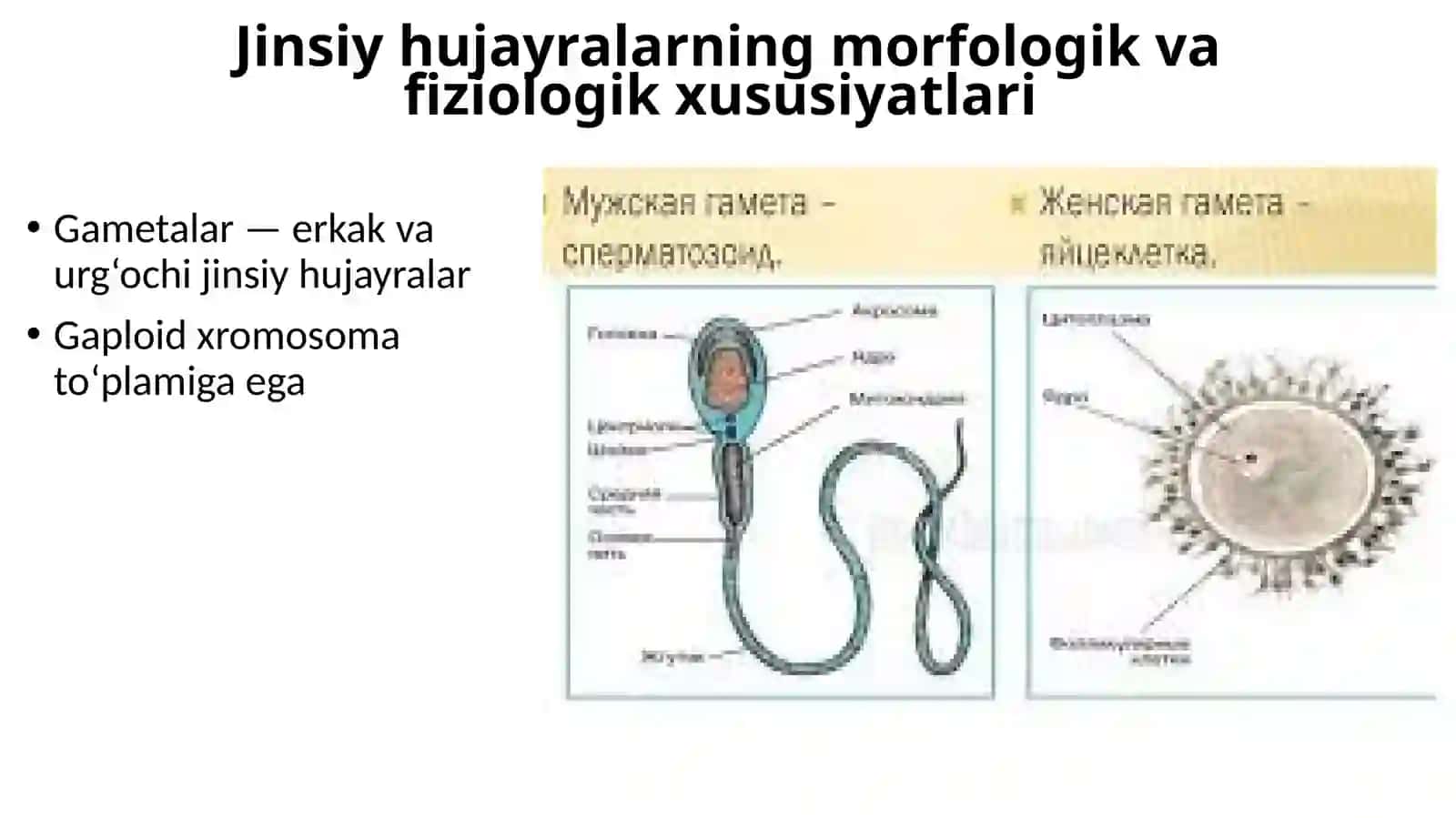 Hayvonlar jinsiy hujayralarining biologiyasi va gametogenez jarayoni 2
