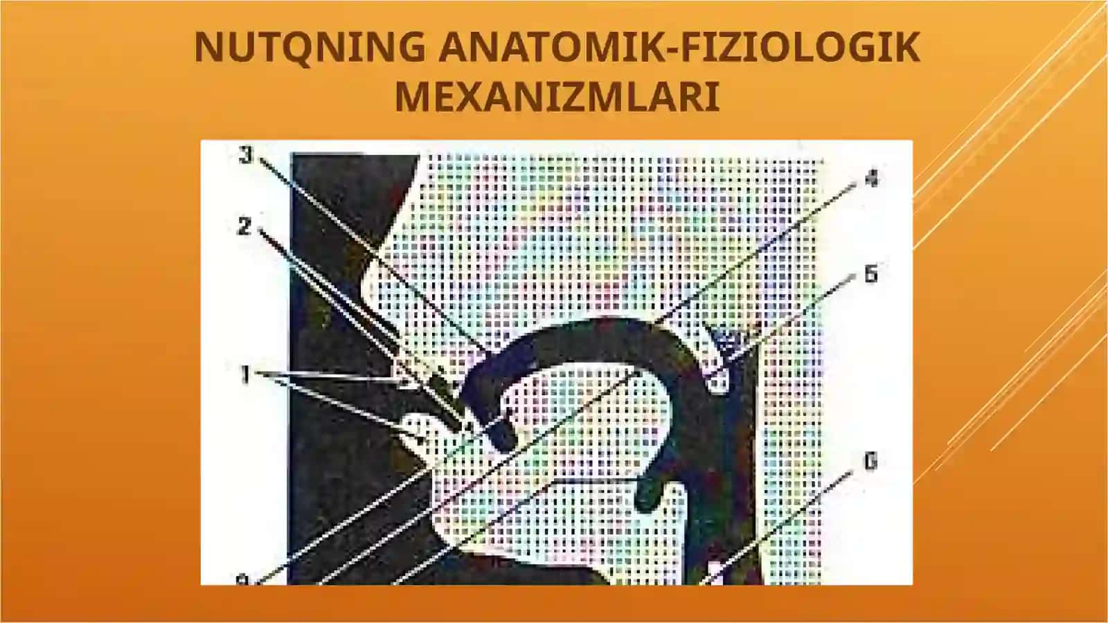 Nutqning anatomik mexanizmlari pptx 2