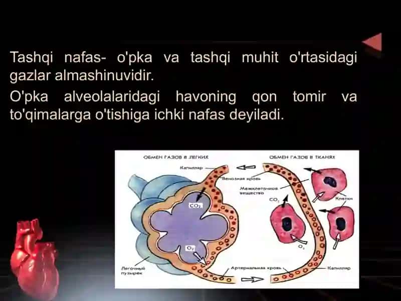 Nafas olish funksiyasini o'rganishning patofiziologik asoslari 2