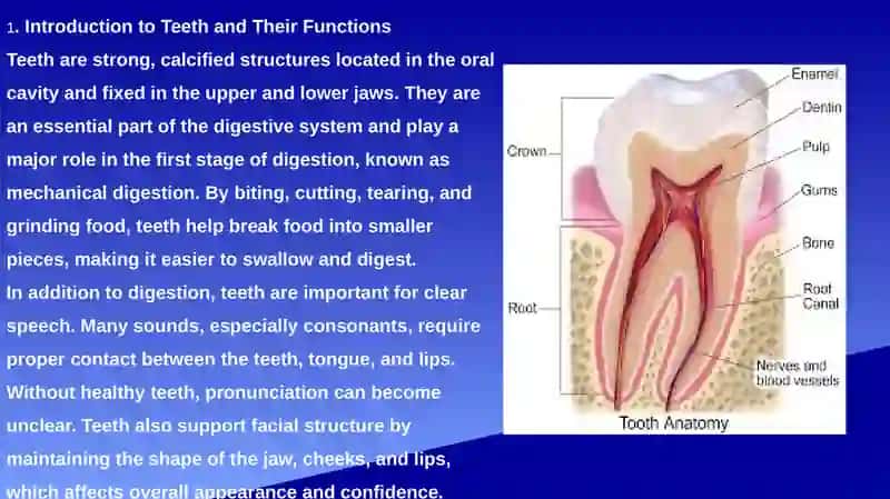 Types of Teeth 2