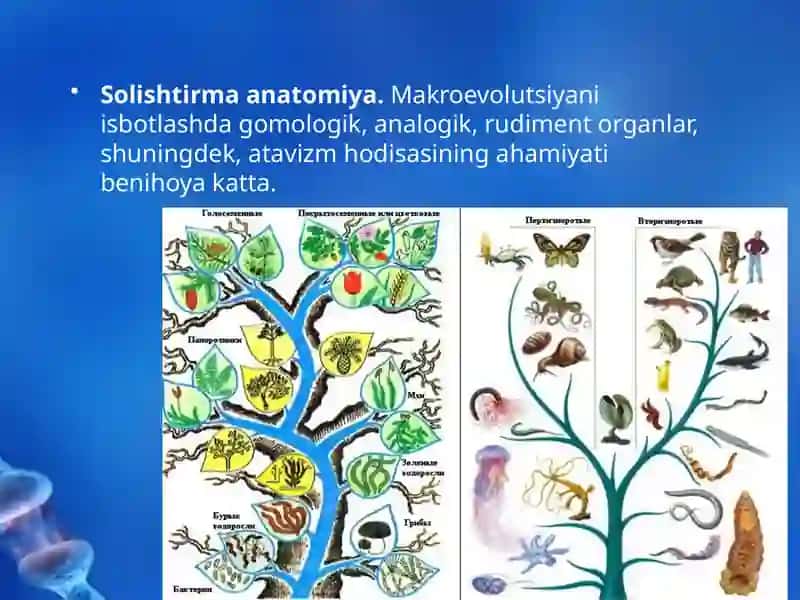 Evolutsiyani isbotlashda solishtirma anatomiya, paleontologiya fanlari dalillari 2